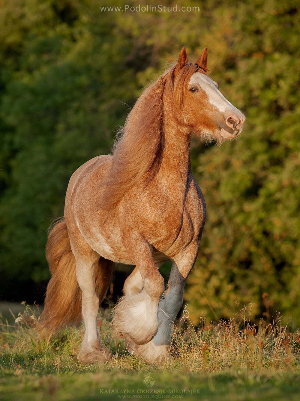 gypsy cob Breeders